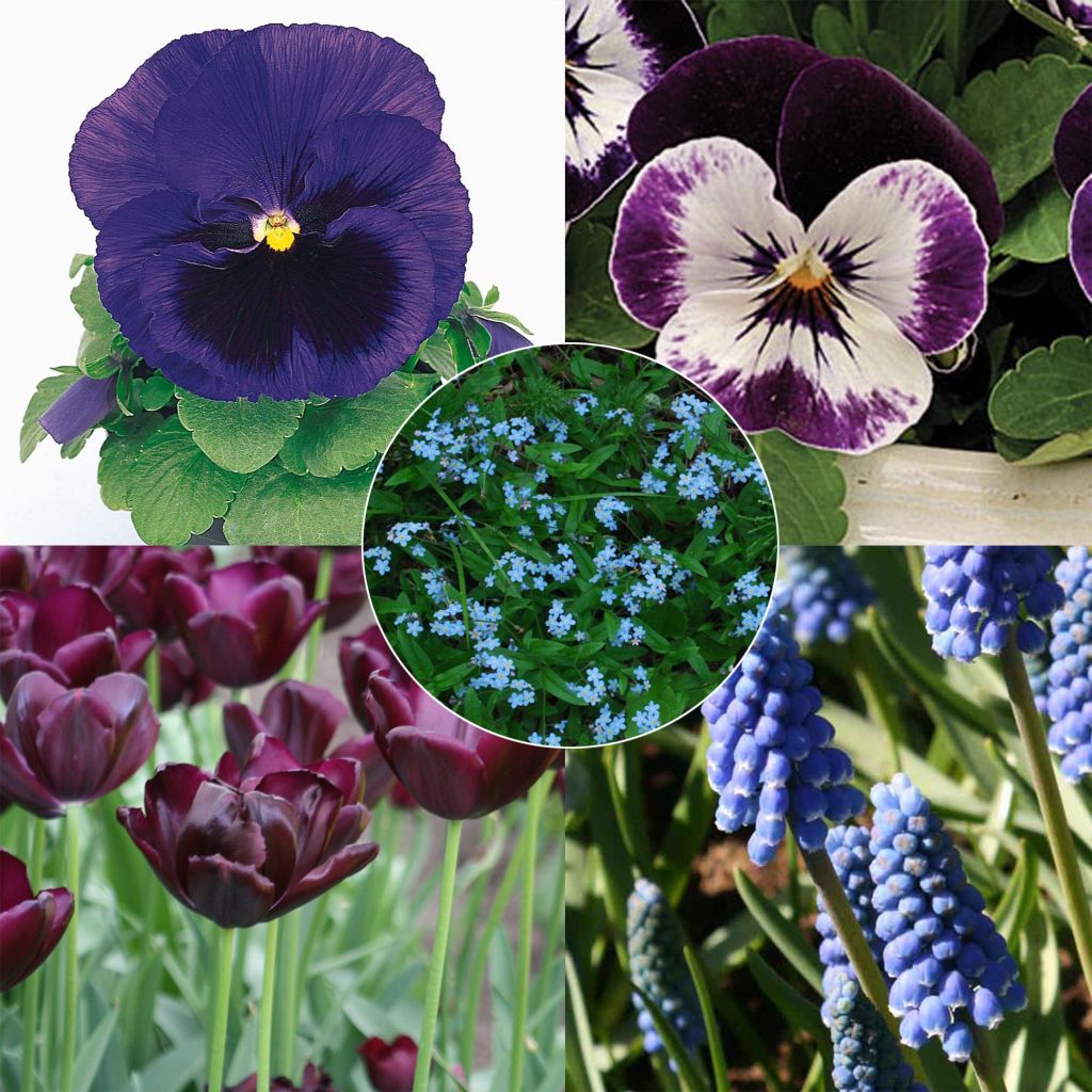 Midnight Blue Spring Collection