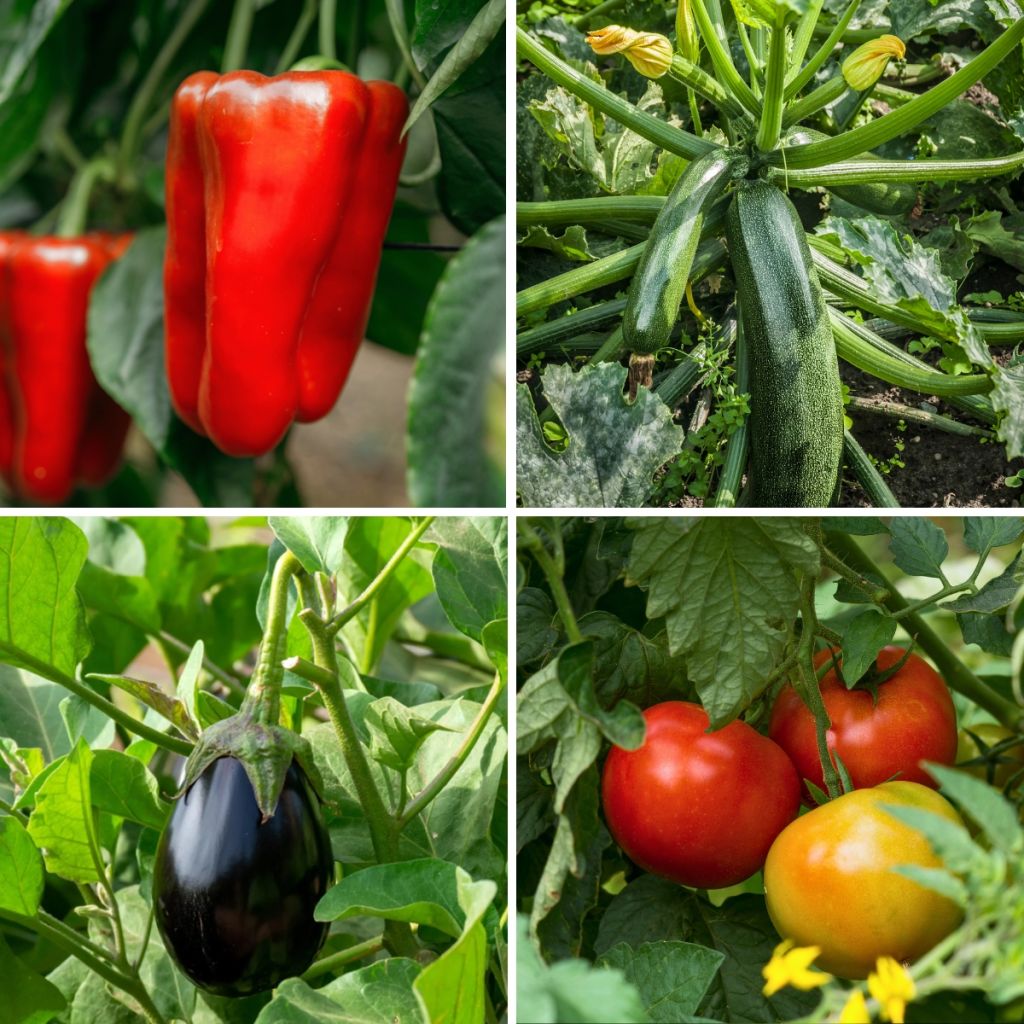'Ratatouille Collection' - 5 grafted vegetable plants