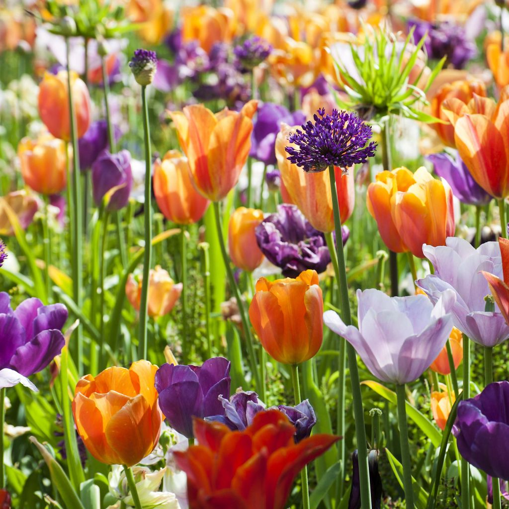 Collection of Orange-Violet Tulips 