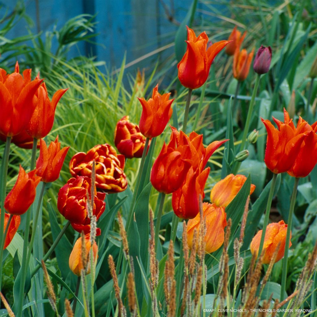 Fragrant Tulips Collection