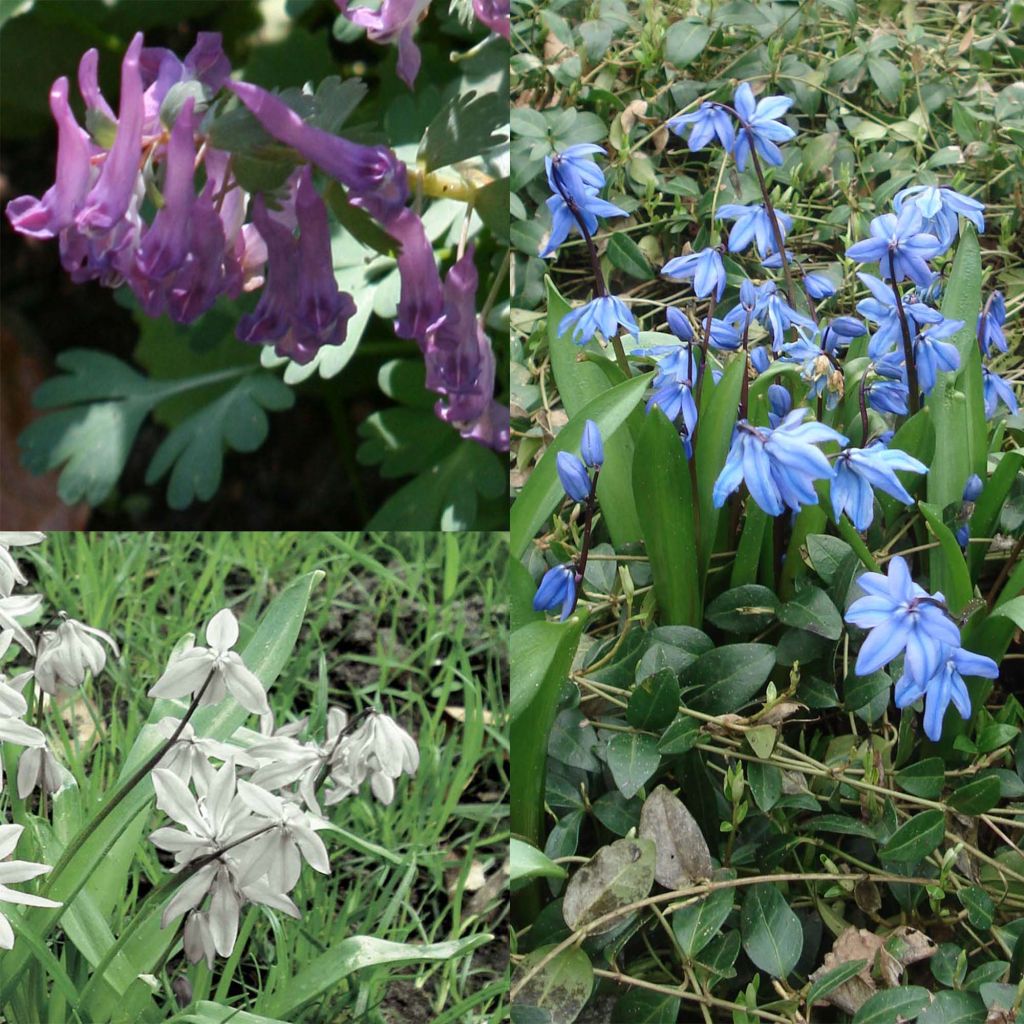 Collection of Bulbs to Naturalise in the Shade