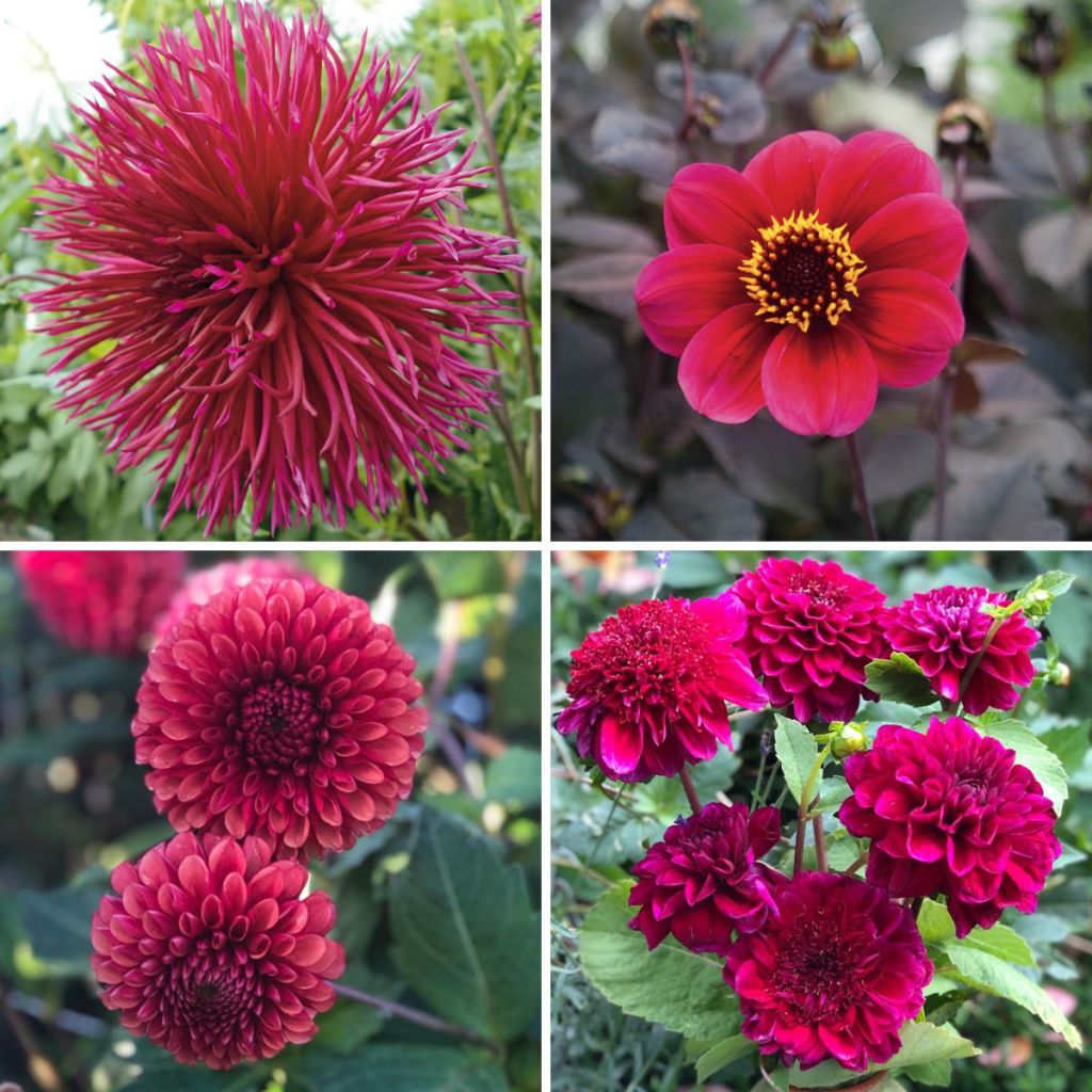 Viva Magenta Dahlia Collection