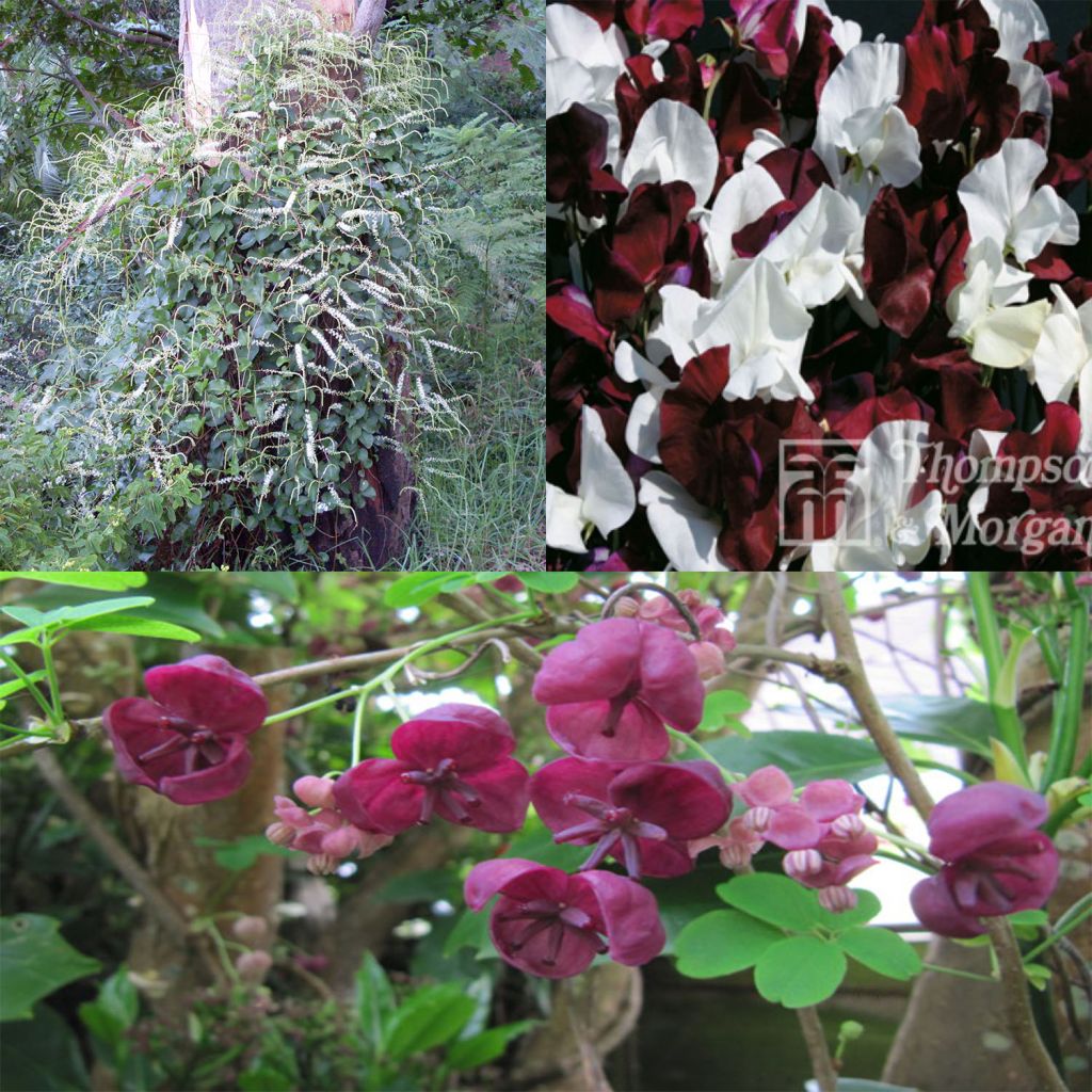 Collection of 3 climbers for 6 months of flowers
