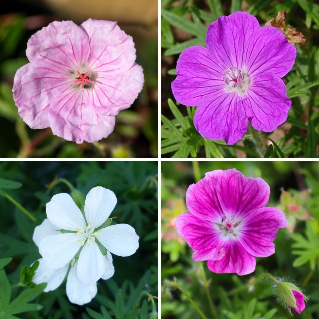 Collection of 4 perennial geraniums 'sanguineum'.