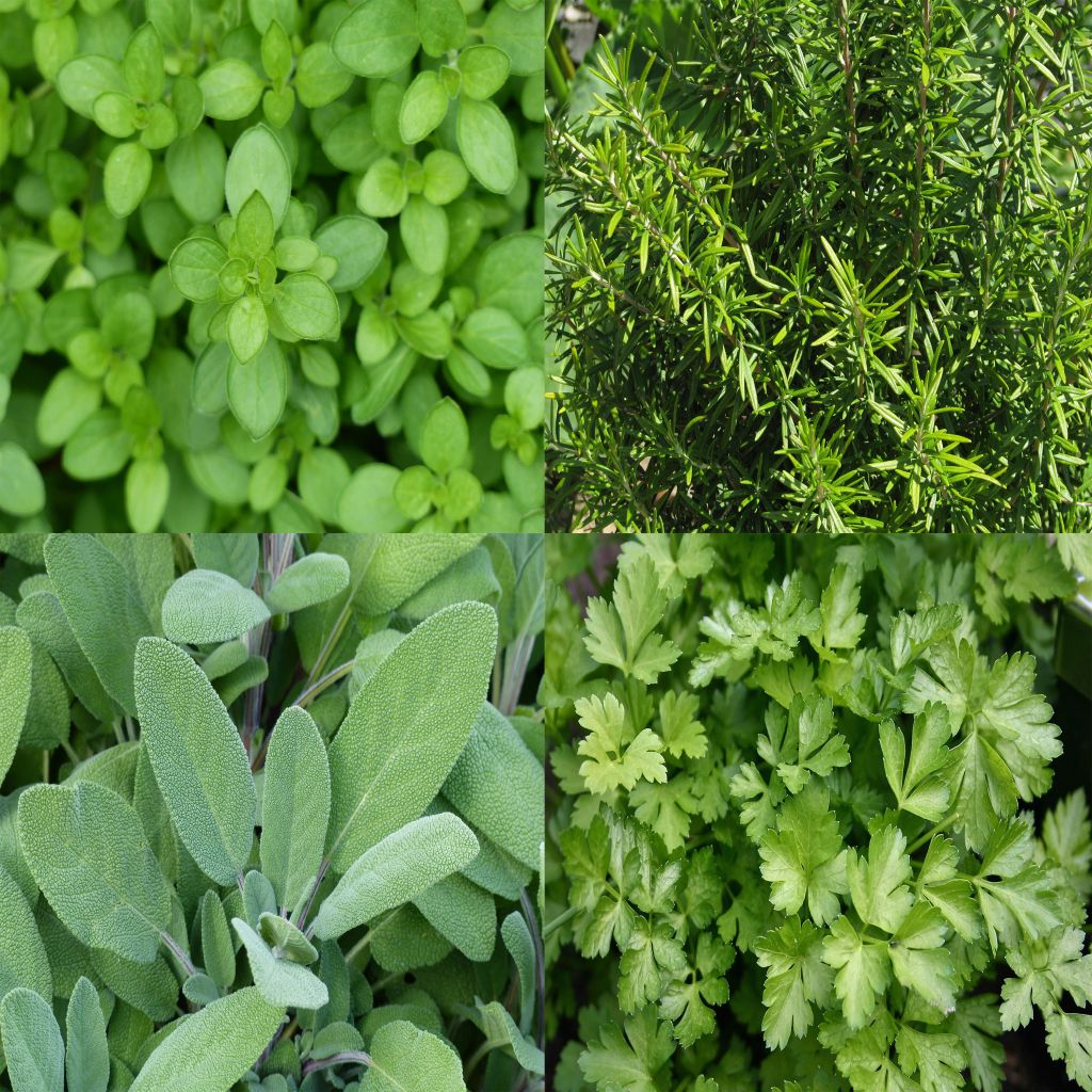 Collection of 4 Aromatic Herbs for Barbecues