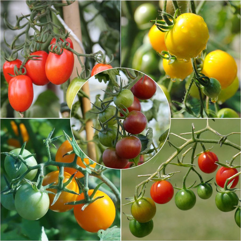 Collection of 5 Colourful Cherry Tomato Plants