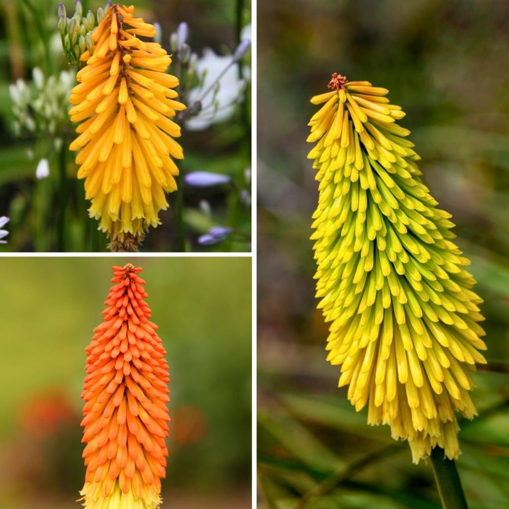 Kniphofia Collection - Banana Popsicle, Mango Popsicle and Papaya Popsicle