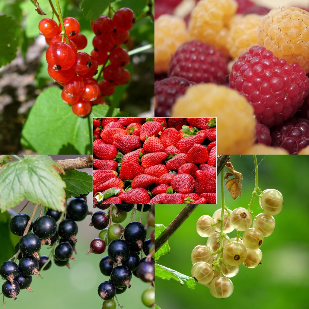 Small fruit collection