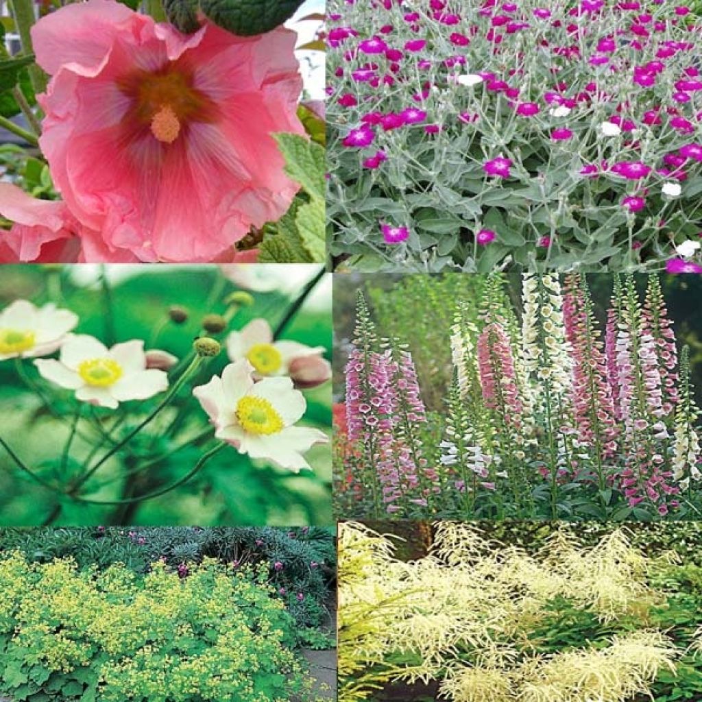 Perennial Collection - Vicar's Garden