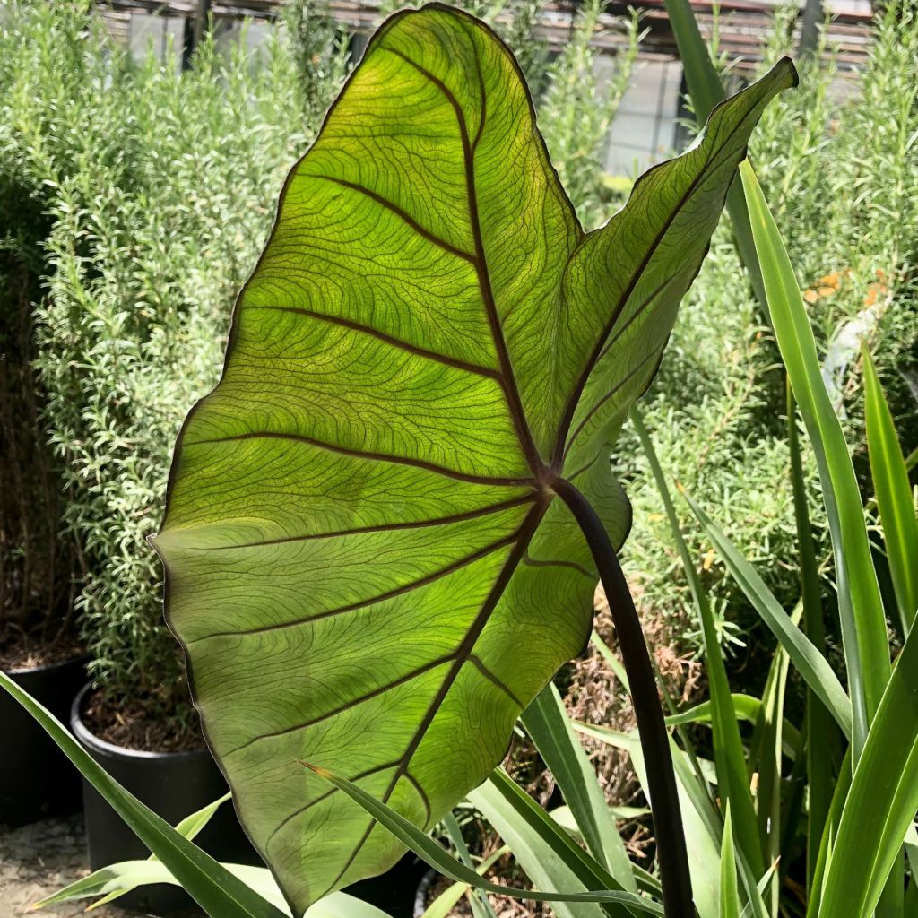 Colocasia esculenta Black Stem