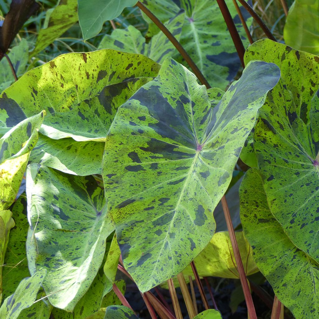 Colocasia esculenta Jack's Giant