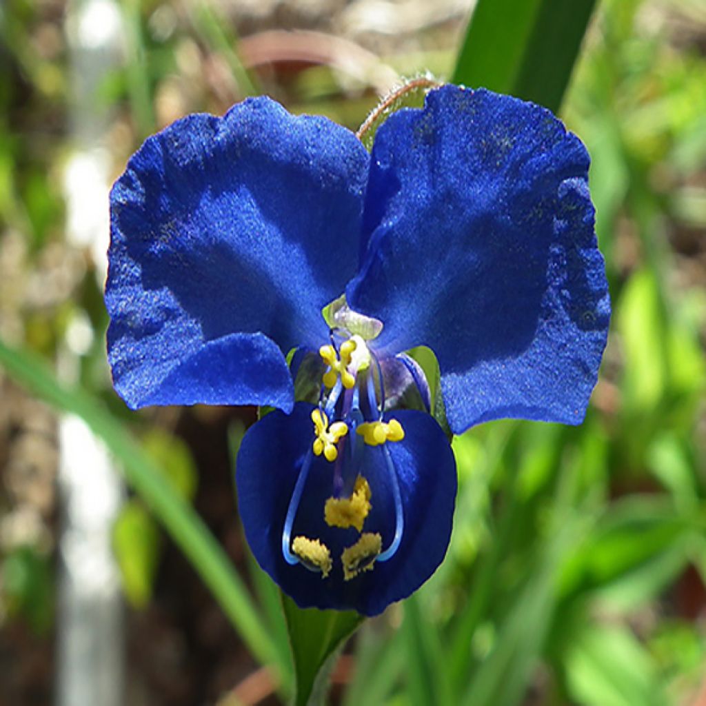 Commelina coelestis 