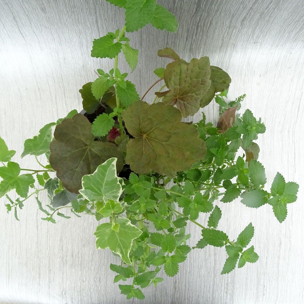 Autumn Breeze Arrangement - collection of 3 young plants