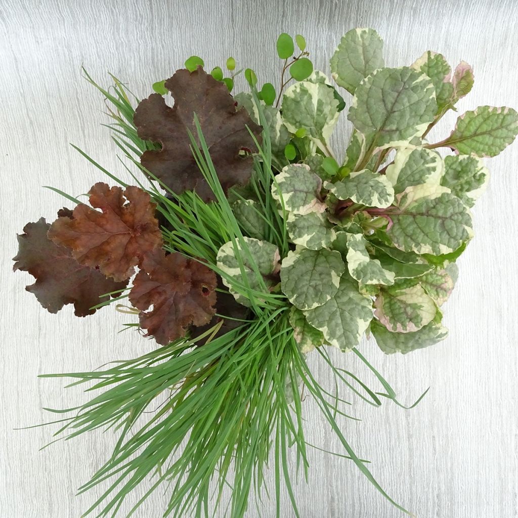 Sunkissed Blend - blend of 4 young plants