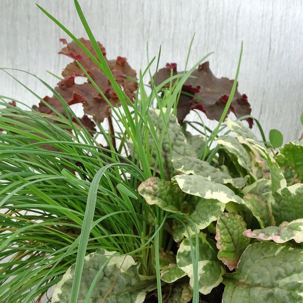 Sunkissed Blend - blend of 4 young plants
