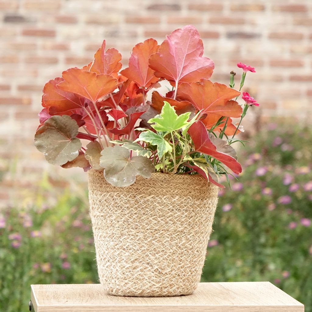 Lucky Charm Blend - blend of 3 young plants