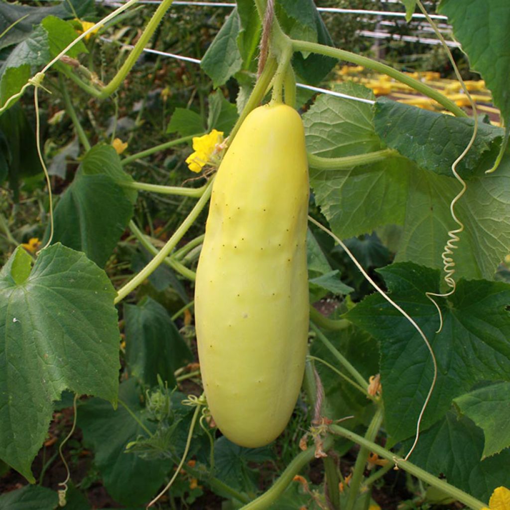 Cucumber Gele Tros - Cucumis sativus
