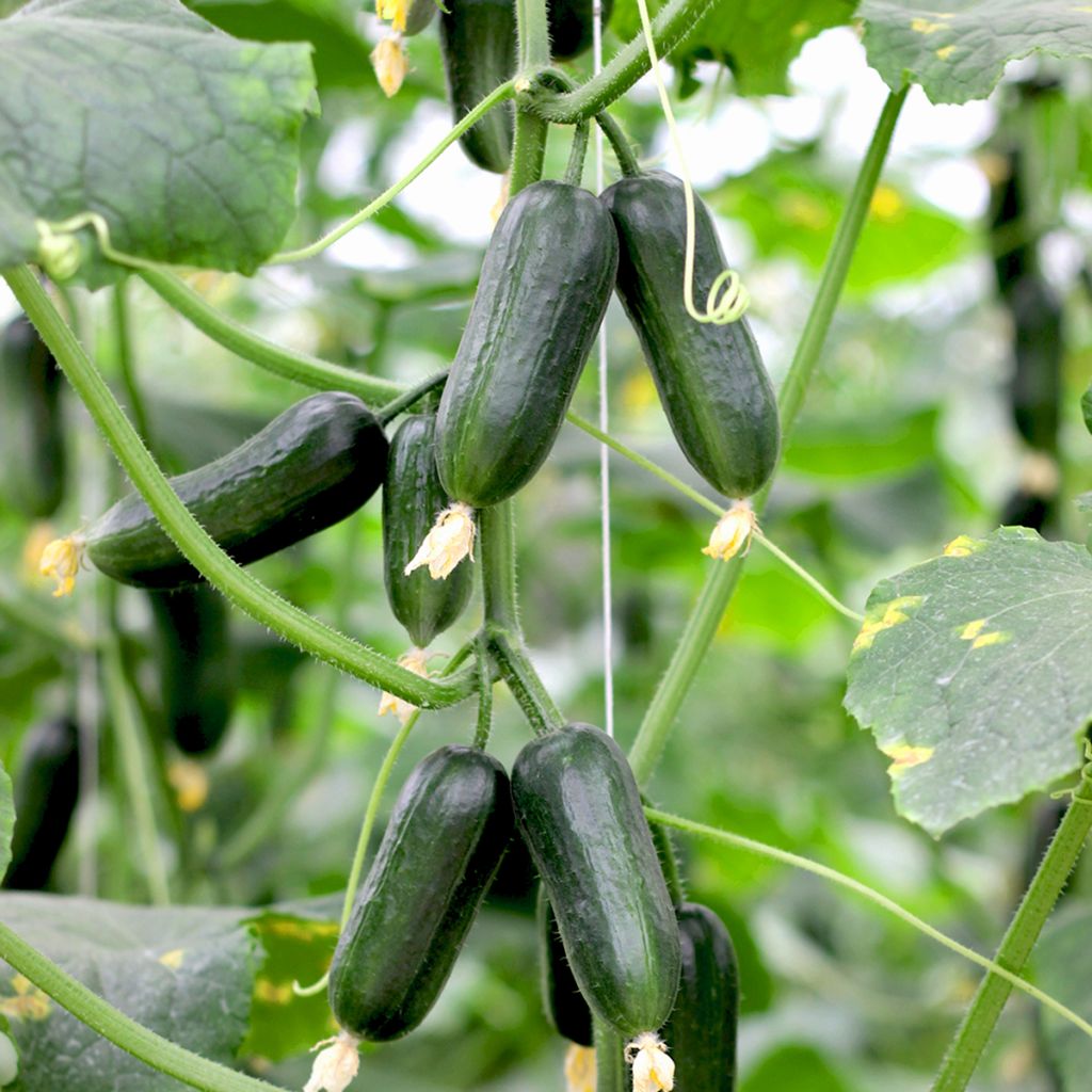 Cucumis sativus Hopeline F1 seeds - Mini cucumber, snack cucumber