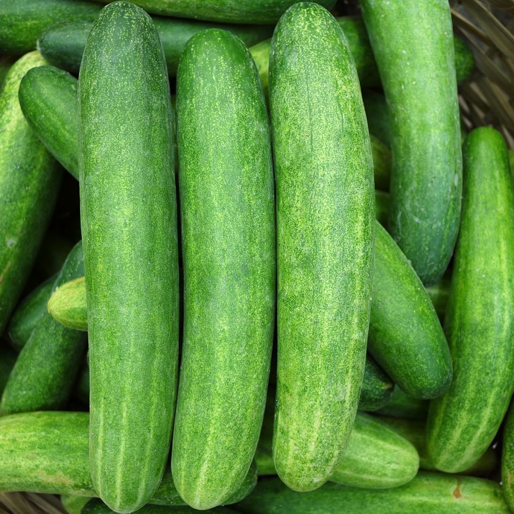 Cucumber Jazzer F1 seeds - Cucumis sativus