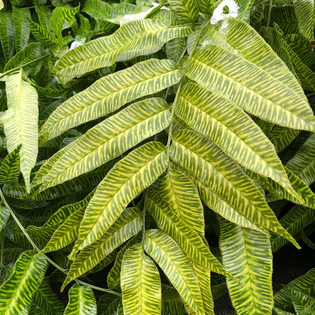 Coniogramme emeiensis