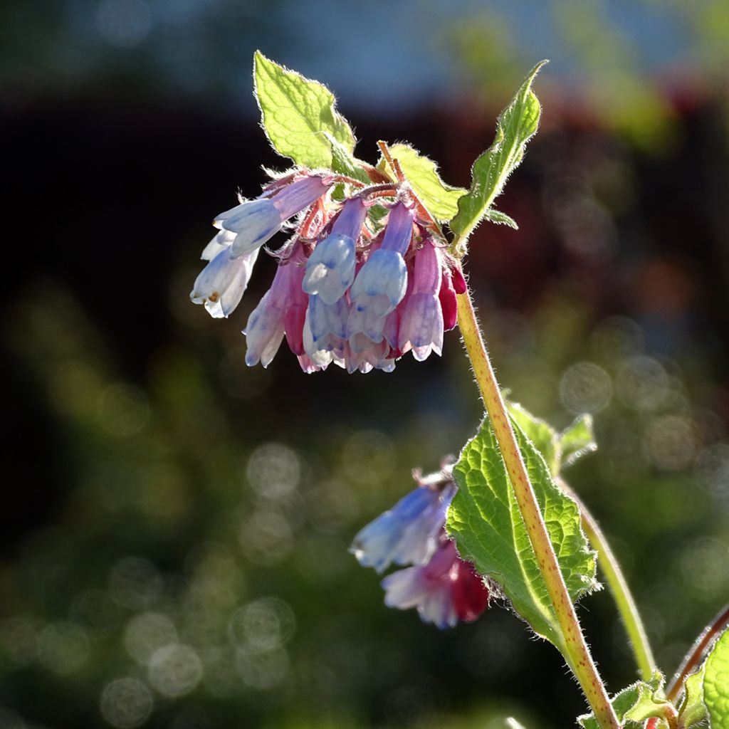 Symphytum grandiflorum Sky Blue Pink - Comfrey