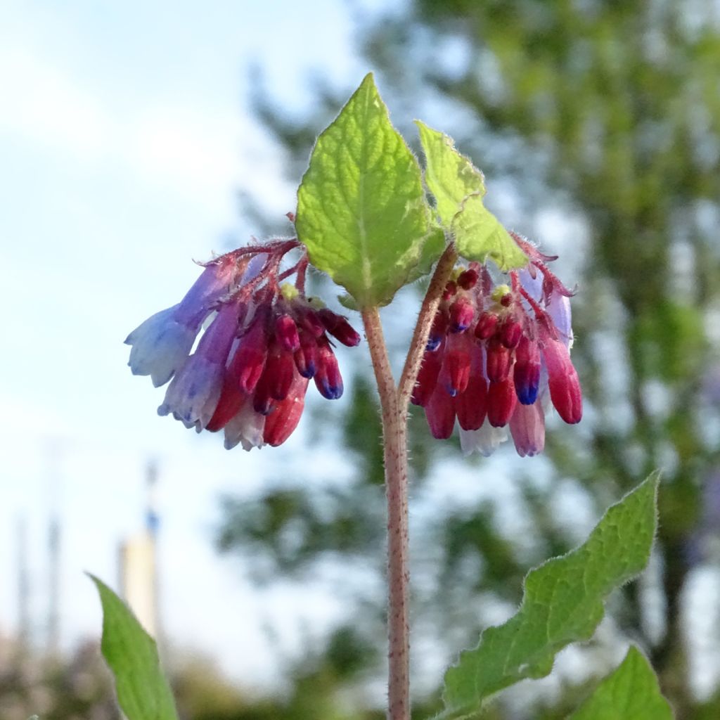 Symphytum grandiflorum Sky Blue Pink - Comfrey