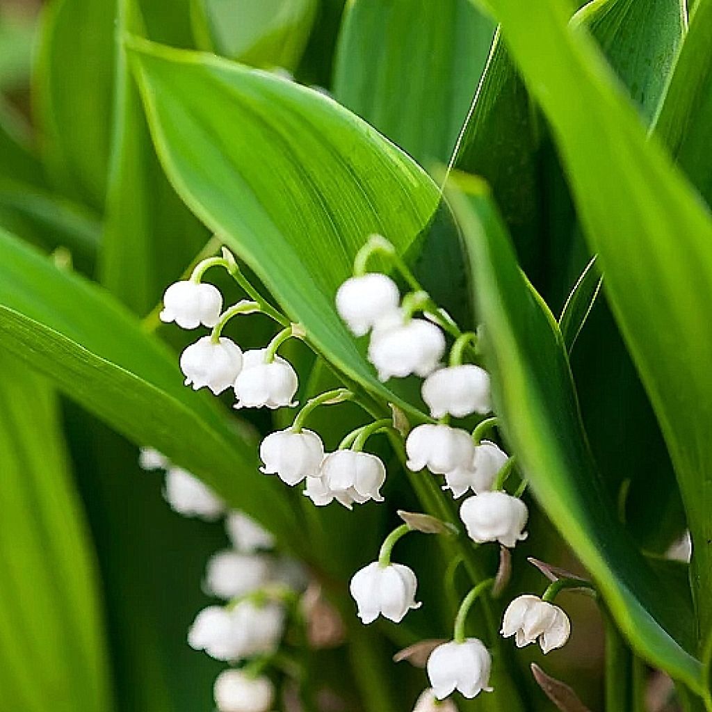 Convallaria majalis Hardwick Hall - Lily of the Valley