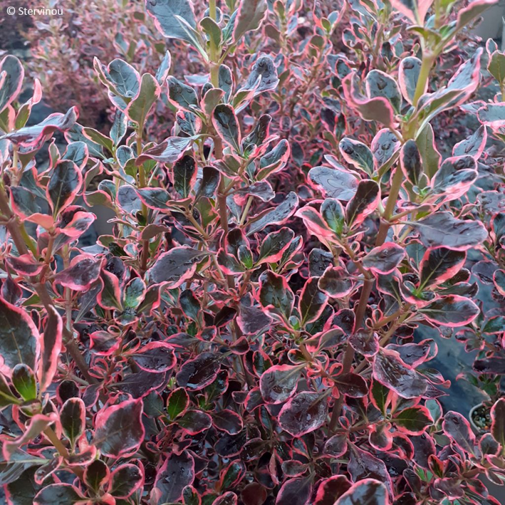 Coprosma x repens ECLIPSE