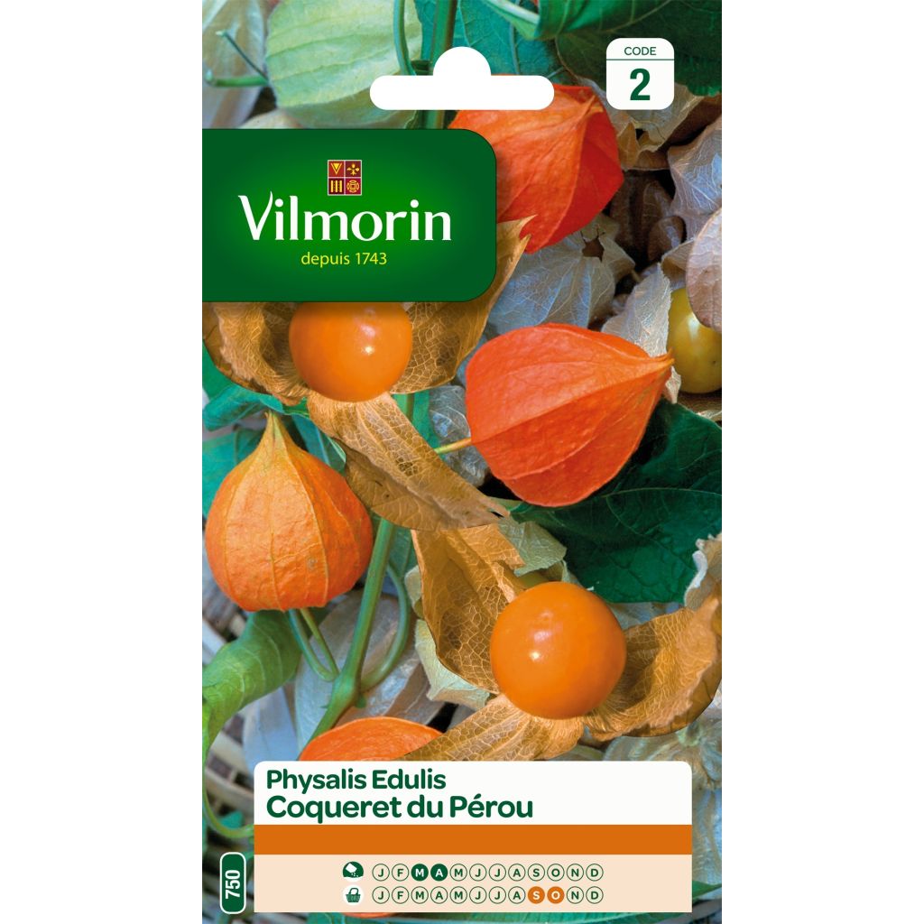 Physalis edulis - Vilmorin seeds