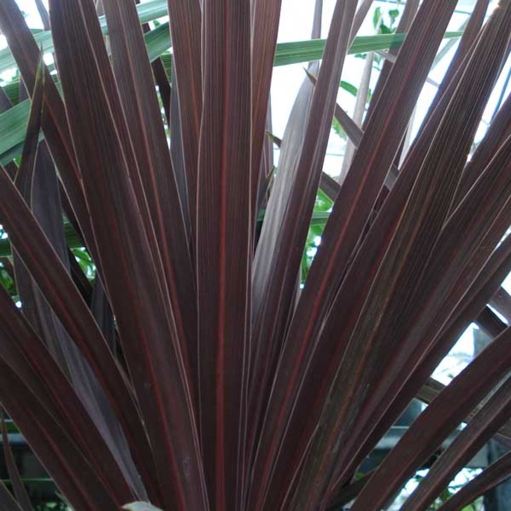 Cordyline australis Red Star - Cabbage Tree