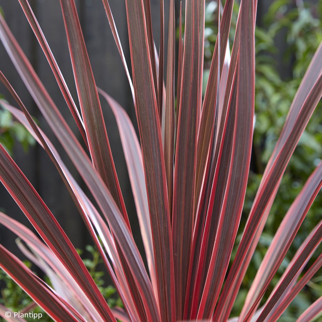 Cordyline australis Charlie boy - Cabbage Tree