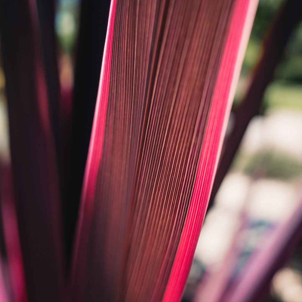 Cordyline australis Pink passion - Cabbage Tree
