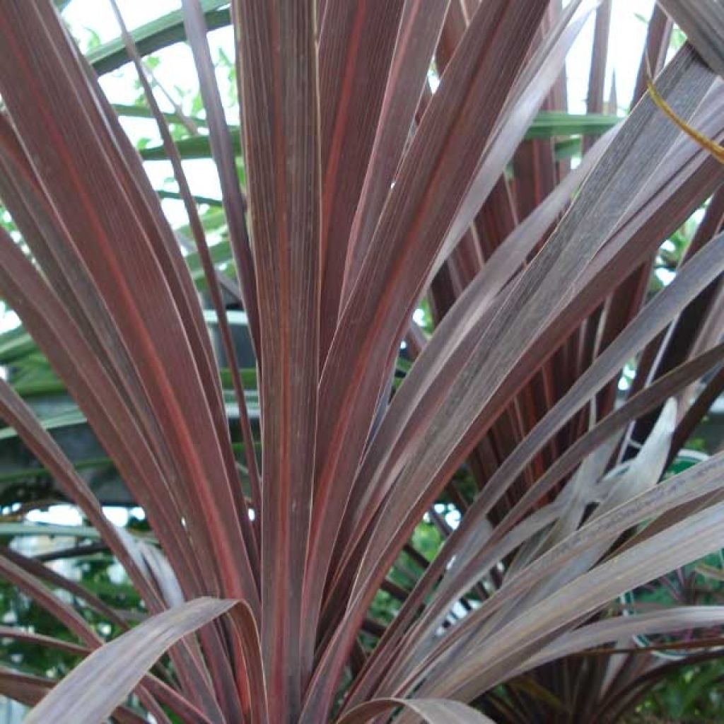 Cordyline australis Red Star - Cabbage Tree