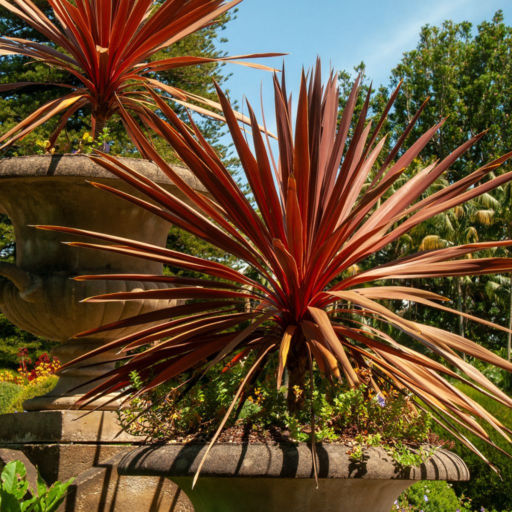 Cordyline australis Red Star - Cabbage Tree