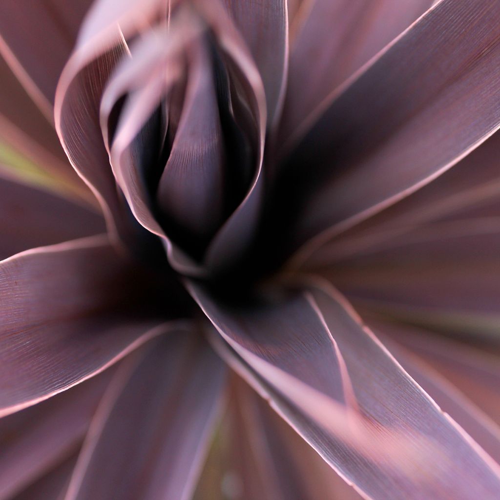 Cordyline australis Red Star - Cabbage Tree