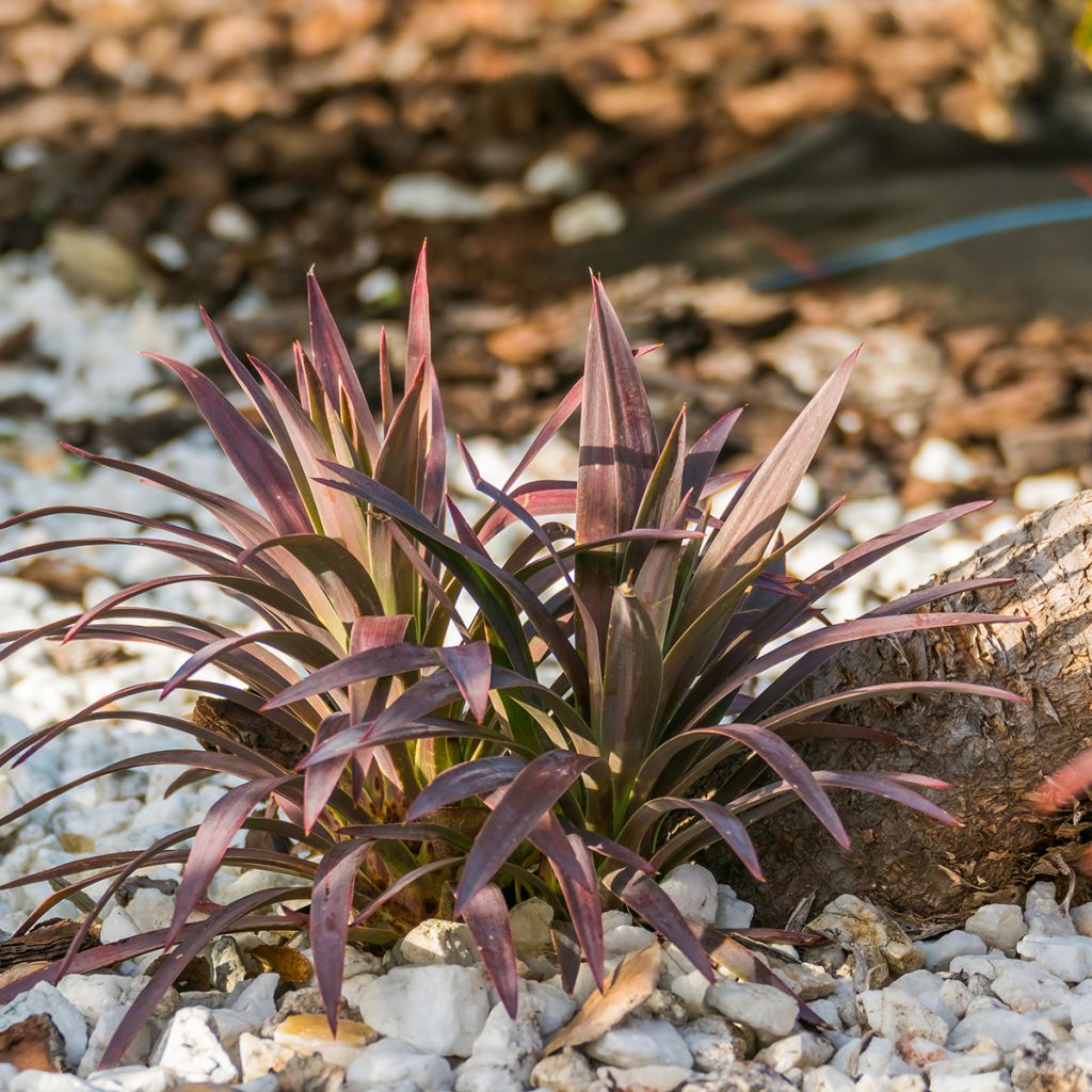 Cordyline australis Red Star - Cabbage Tree