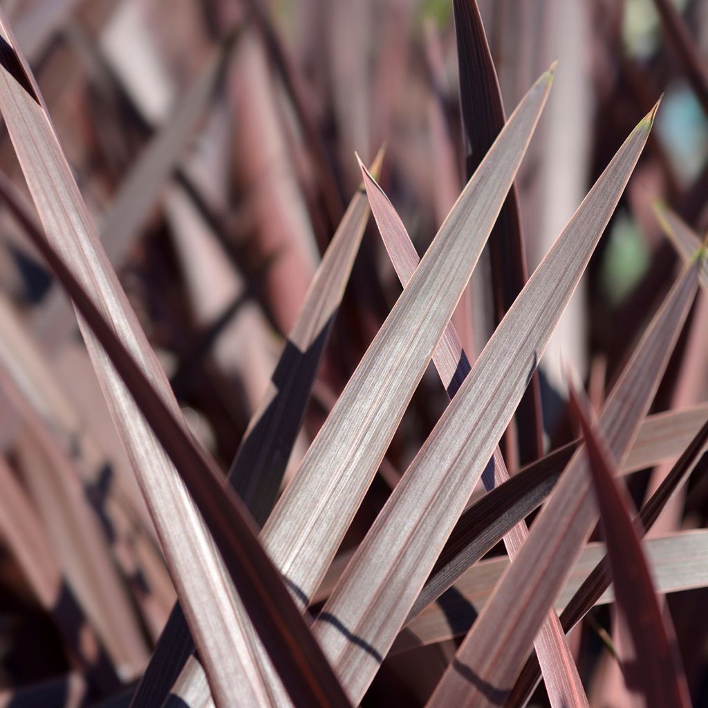 Cordyline australis Red Star - Cabbage Tree