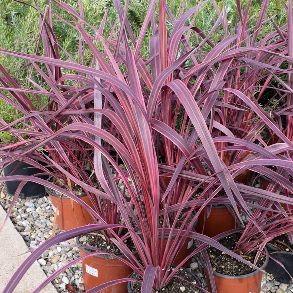 Cordyline australis Sunrise - Cabbage Tree