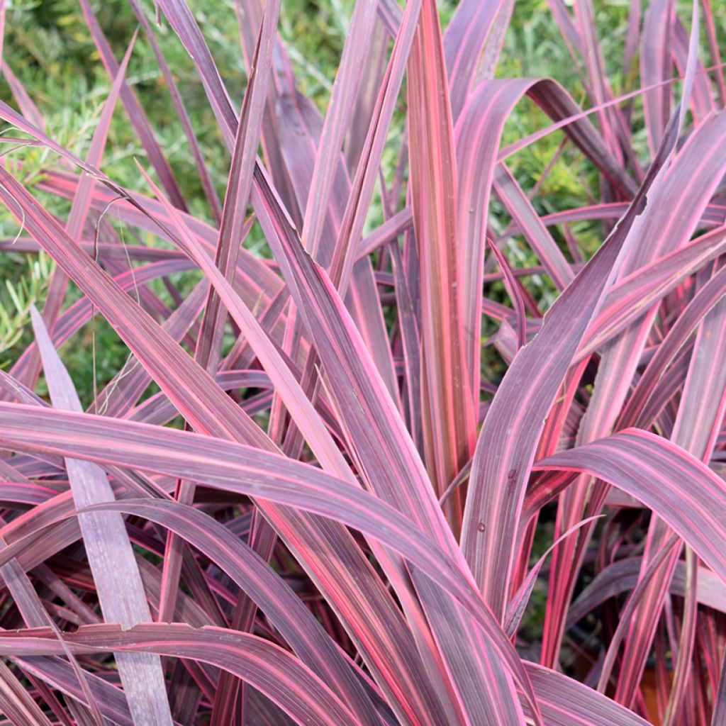 Cordyline australis Sunrise - Cabbage Tree