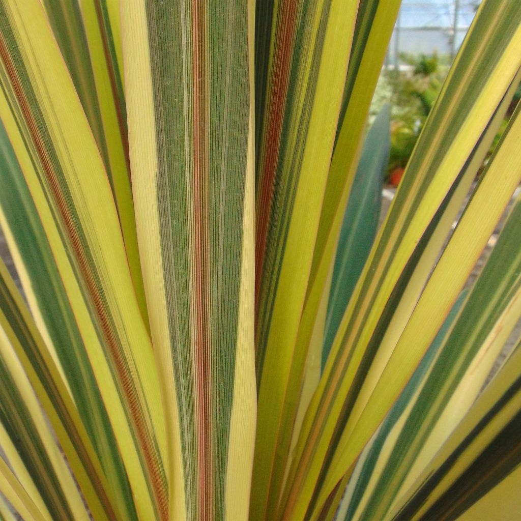 Cordyline australis Torbay Dazzler - Cabbage Tree