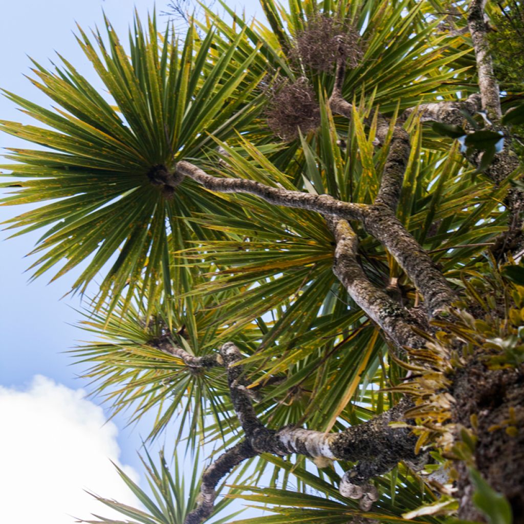 Cordyline australis - Cabbage Tree