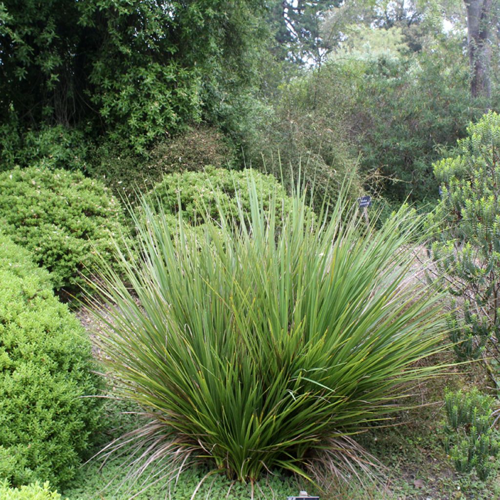 Cordyline australis - Cabbage Tree
