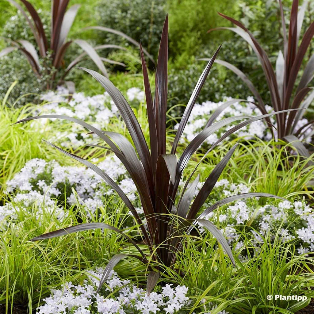 Cordyline obtecta Superstar - Cabbage Tree