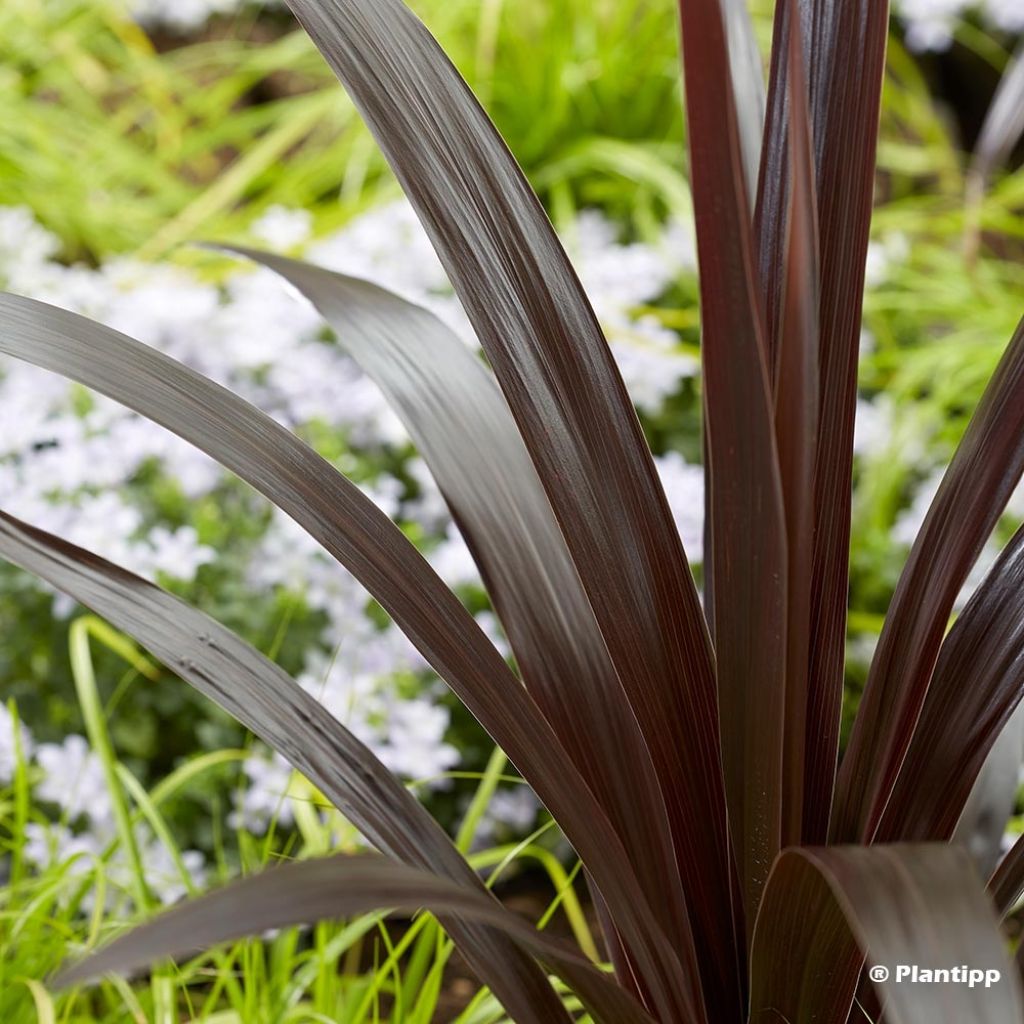 Cordyline obtecta Superstar - Cabbage Tree
