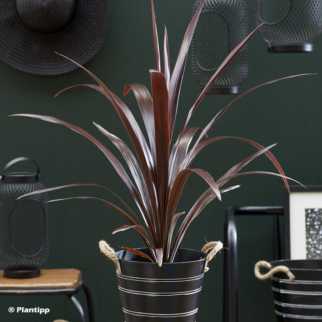 Cordyline obtecta Superstar - Cabbage Tree