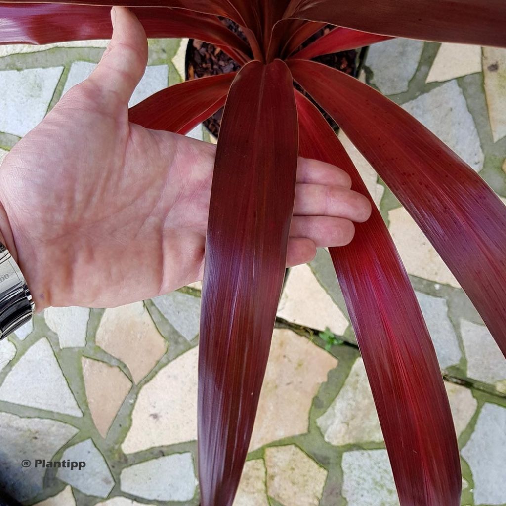 Cordyline obtecta Superstar - Cabbage Tree