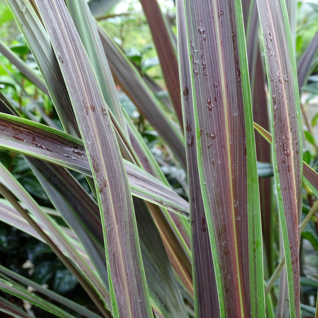 Cordyline banksii Electric Star - Cabbage Tree