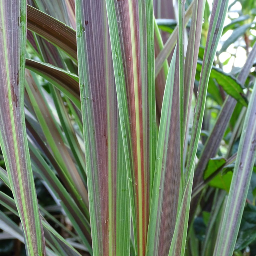 Cordyline banksii Electric Star - Cabbage Tree