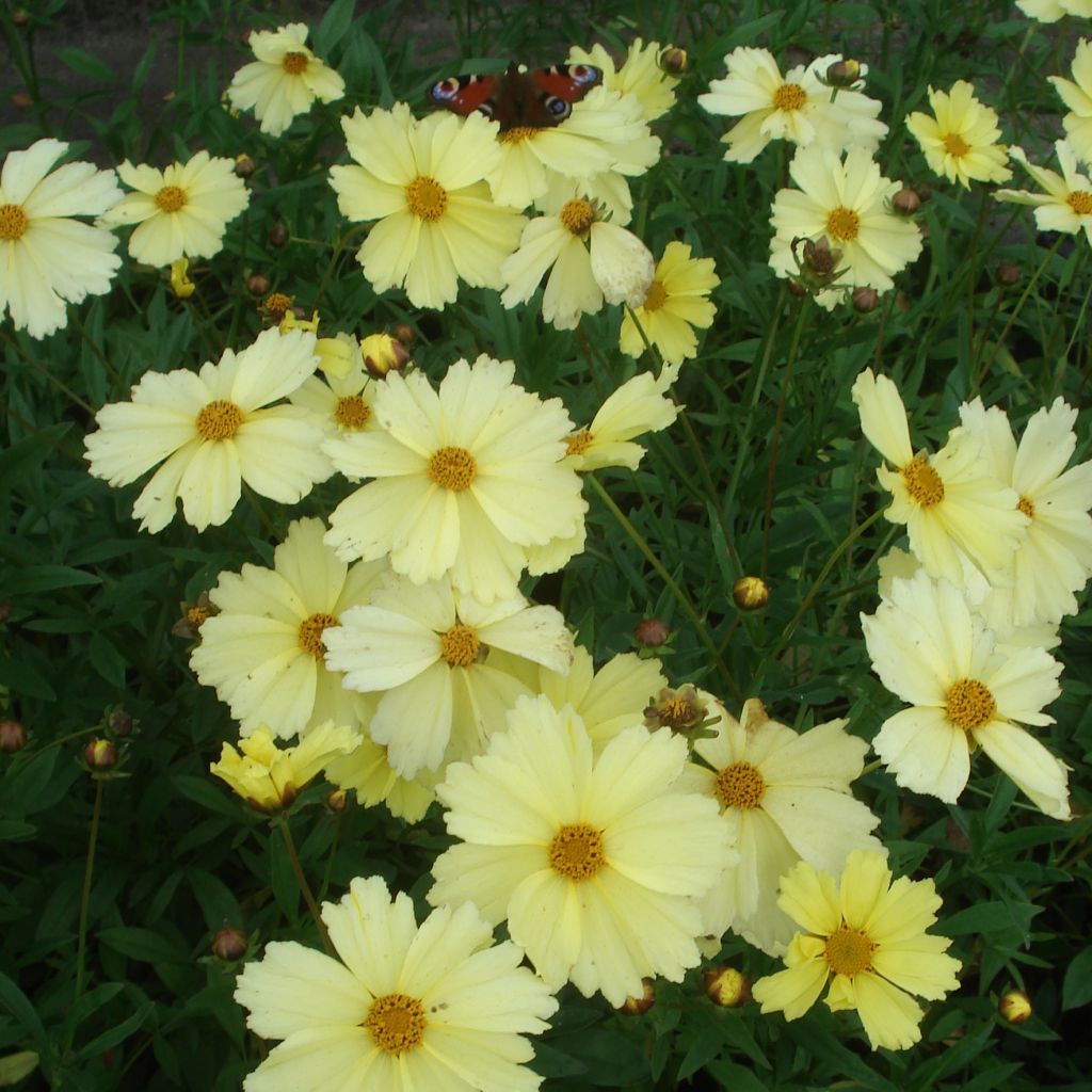 Coreopsis Full Moon Madness