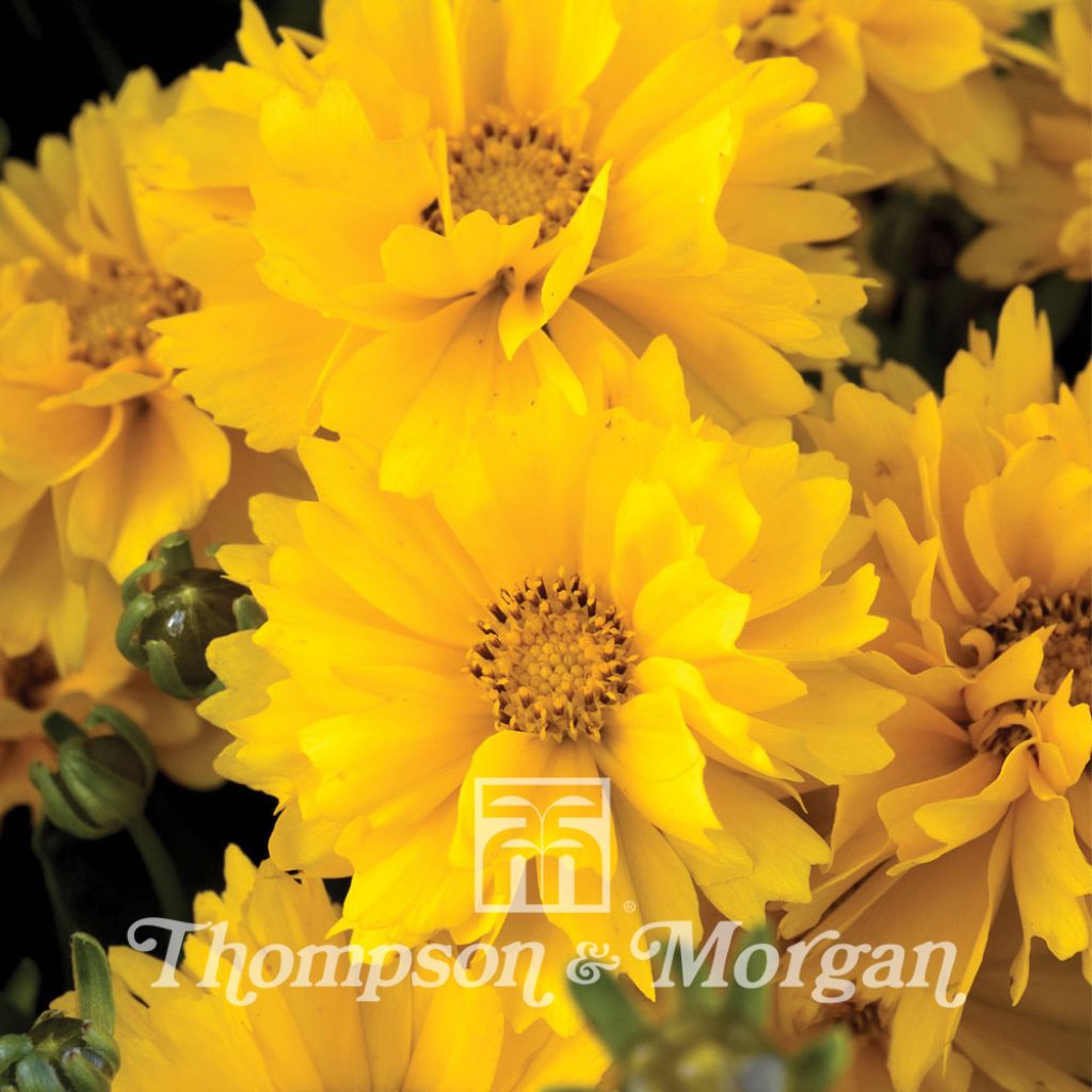 Coreopsis grandiflora Presto Seeds - Tickseed